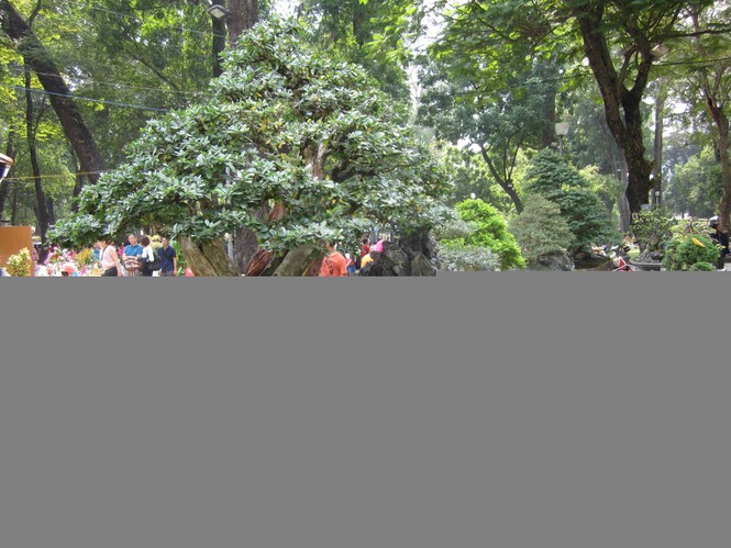 Hoa xuân tràn ngập công viên Tao Đàn - ảnh 3